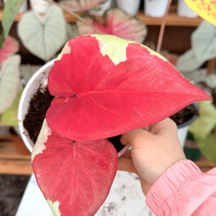 无花朵Q福利品彩叶芋珍贵宝石