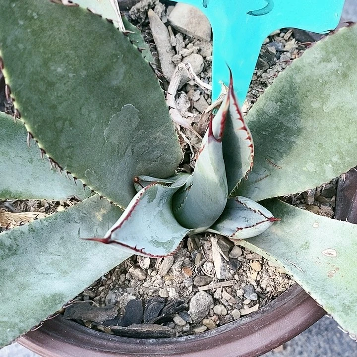 【闪购商品】无花朵龙舌兰圆叶虚空