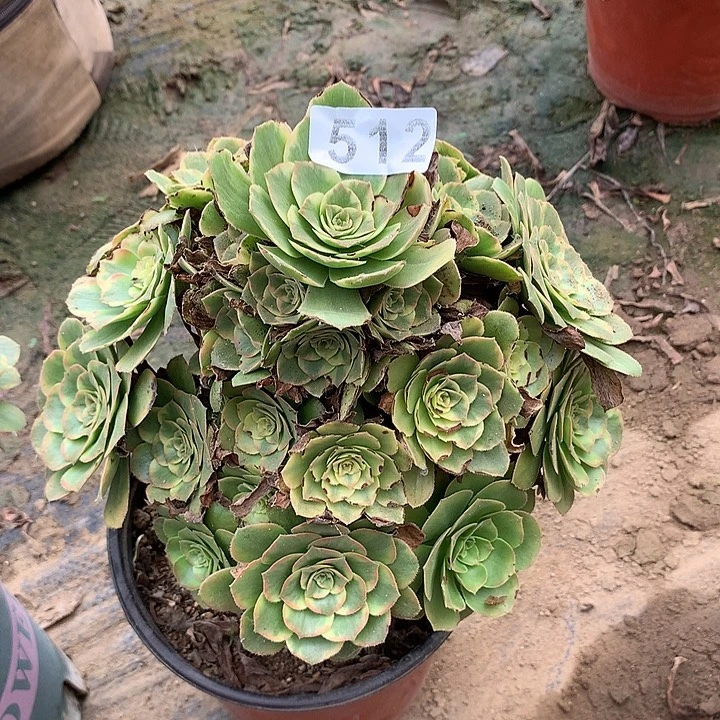 多肉植物金秋512号