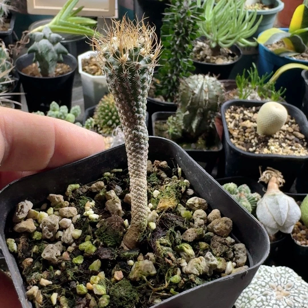 871芜城丸带盆发货实生