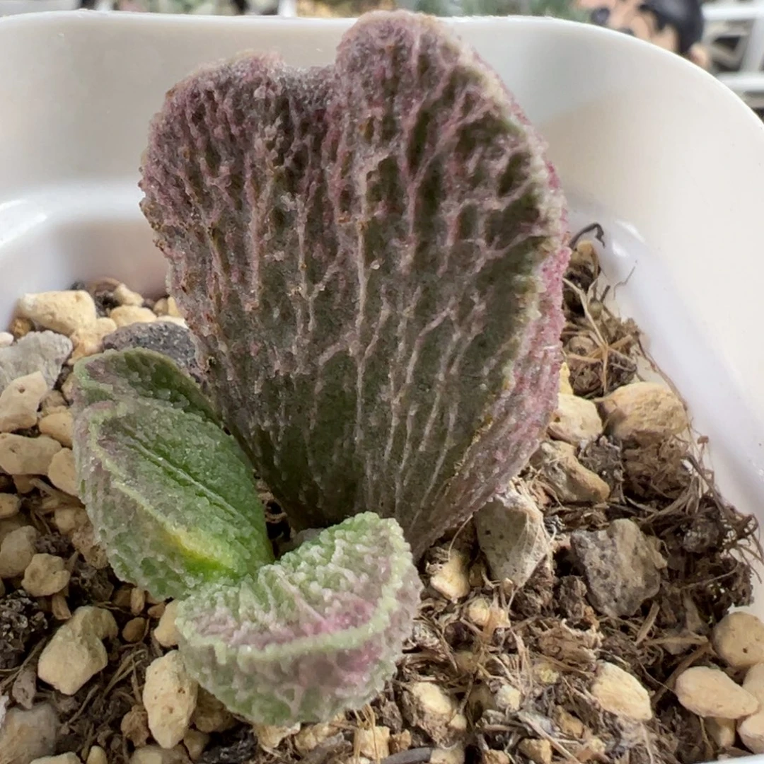 大型芭蕉扇拉丝纹实生新品大苗多肉植物