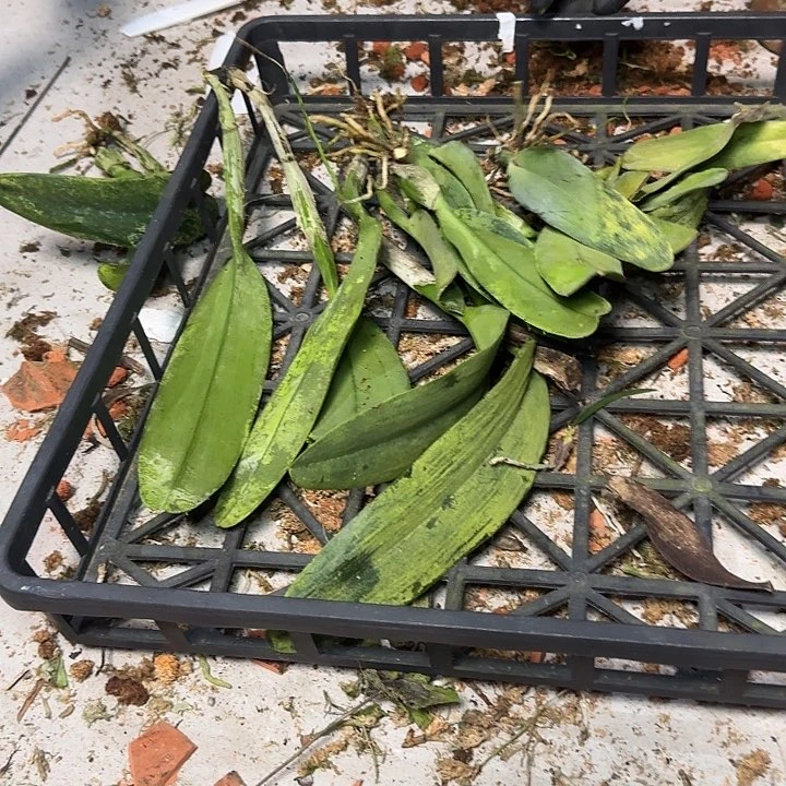 当前无花栽培后可以开花蓝龙嘎斯 分株裸根苗 瑕疵