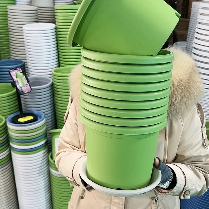 特价3号四季口21高18果绿带托10只