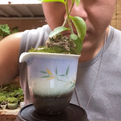 红陶0**6一物一拍所见即所得21