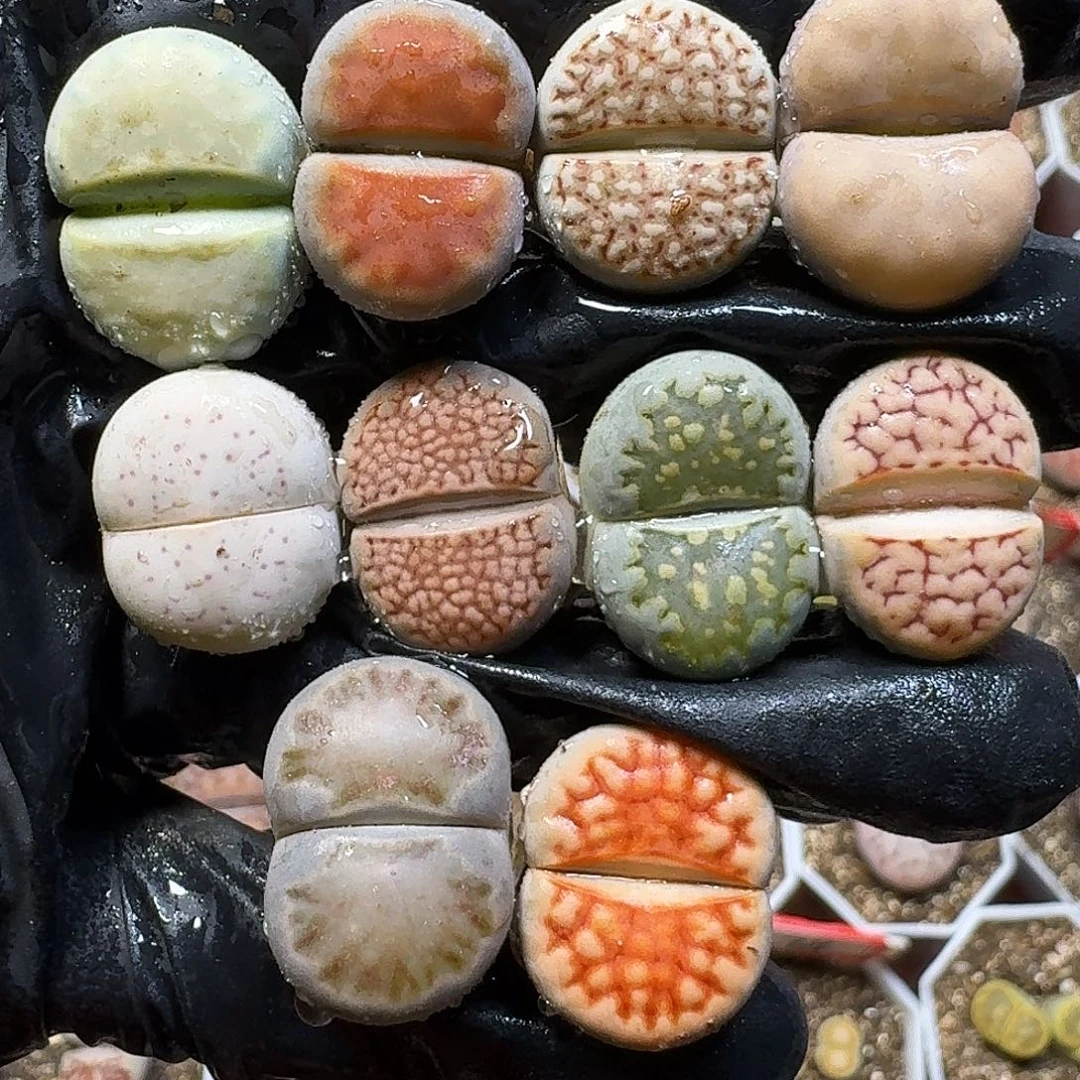 生石花111111。   295