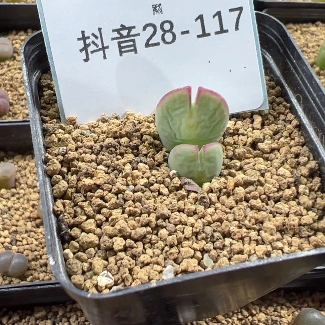 28-117白花大枪多肉植物