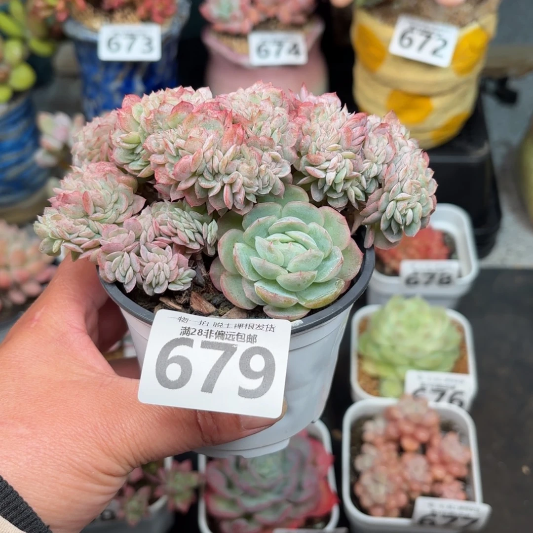 贝瑞缀无盆土发货