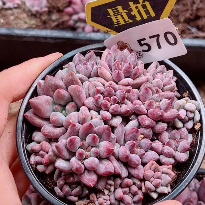 多肉植物多肉植物