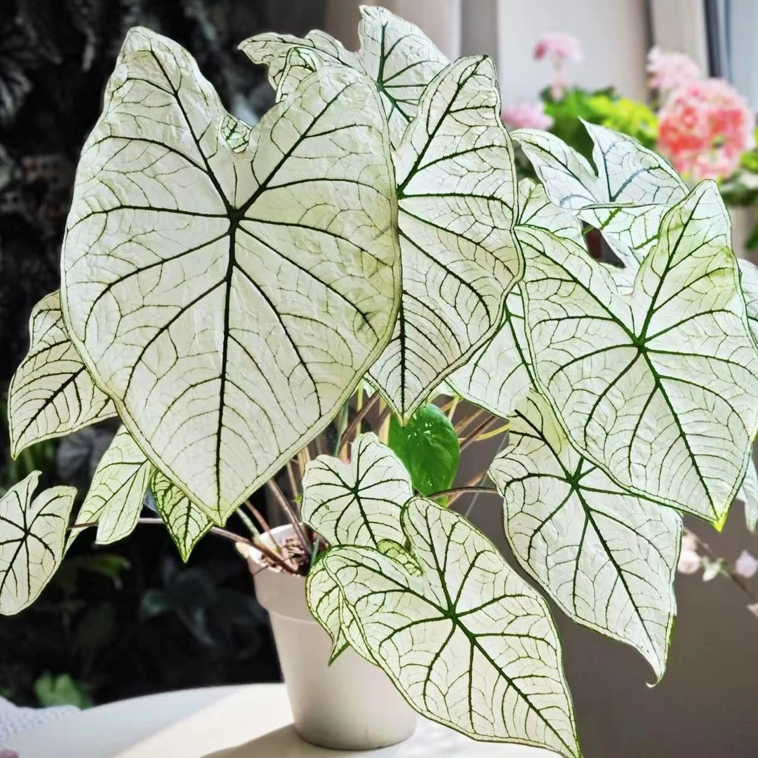 【白色恋人（进口大颗！！）彩叶芋】好养室内观叶植物直播间为准
