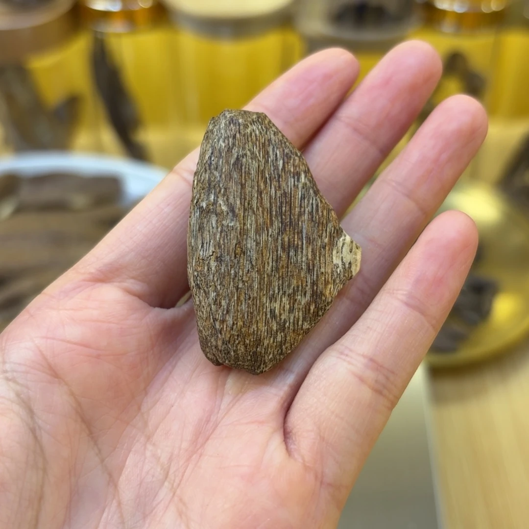 香港沉香树心瓜子2.79克