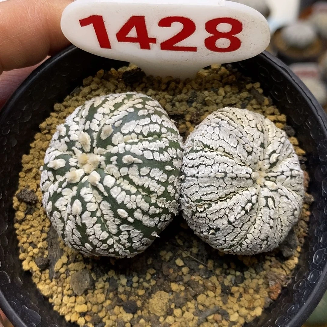 1428特价款处理特价来了