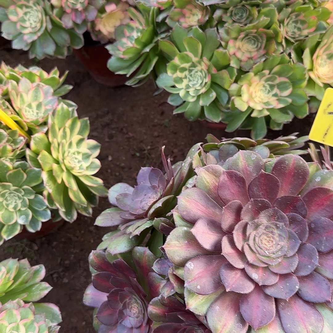 4299---多头多肉植物