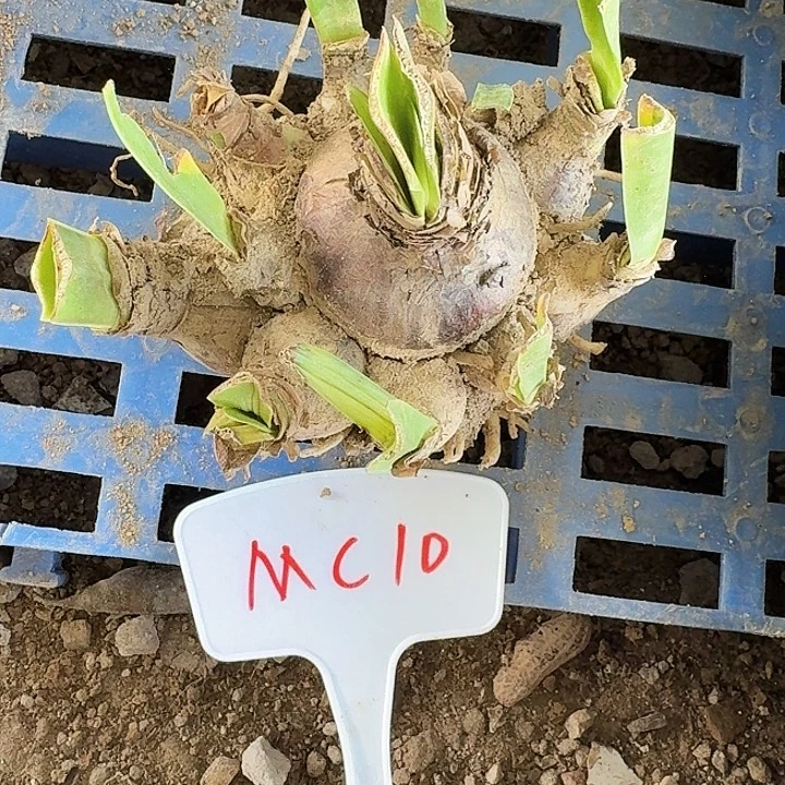mc10朱顶红一大坨