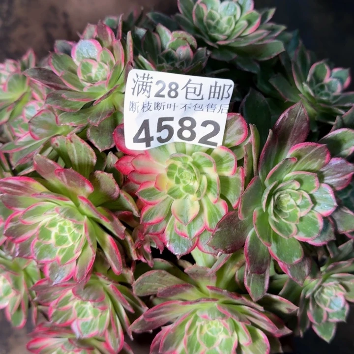 4582万花筒多肉植物