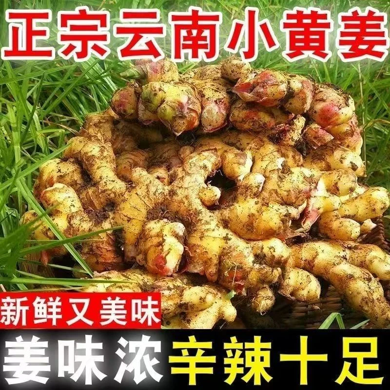 正宗云南小黄姜新鲜现挖鲜嫩农家姜月子生姜老姜应季蔬菜姜商品图