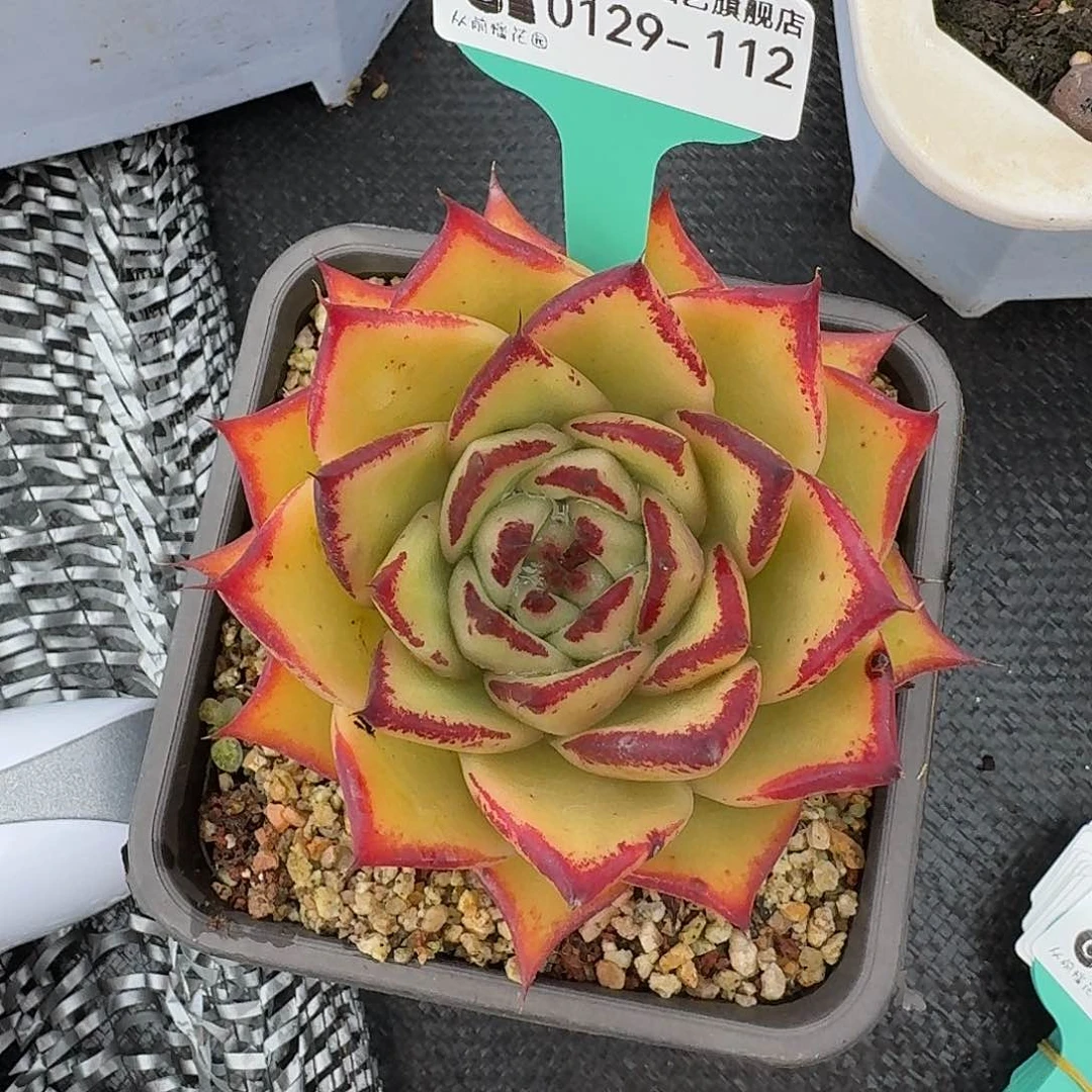 从前慢花园多肉0129-112