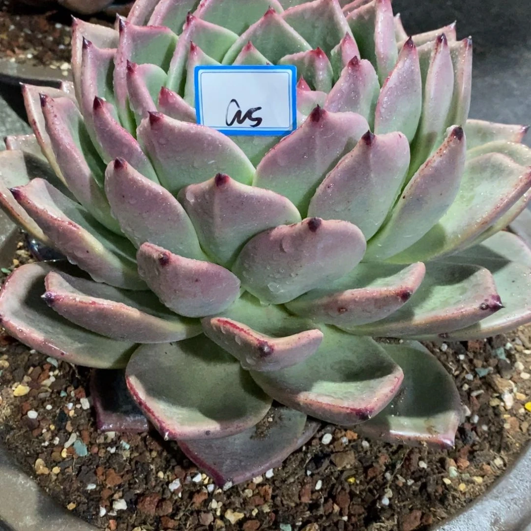 焦***朵福利韩版紫罗a5