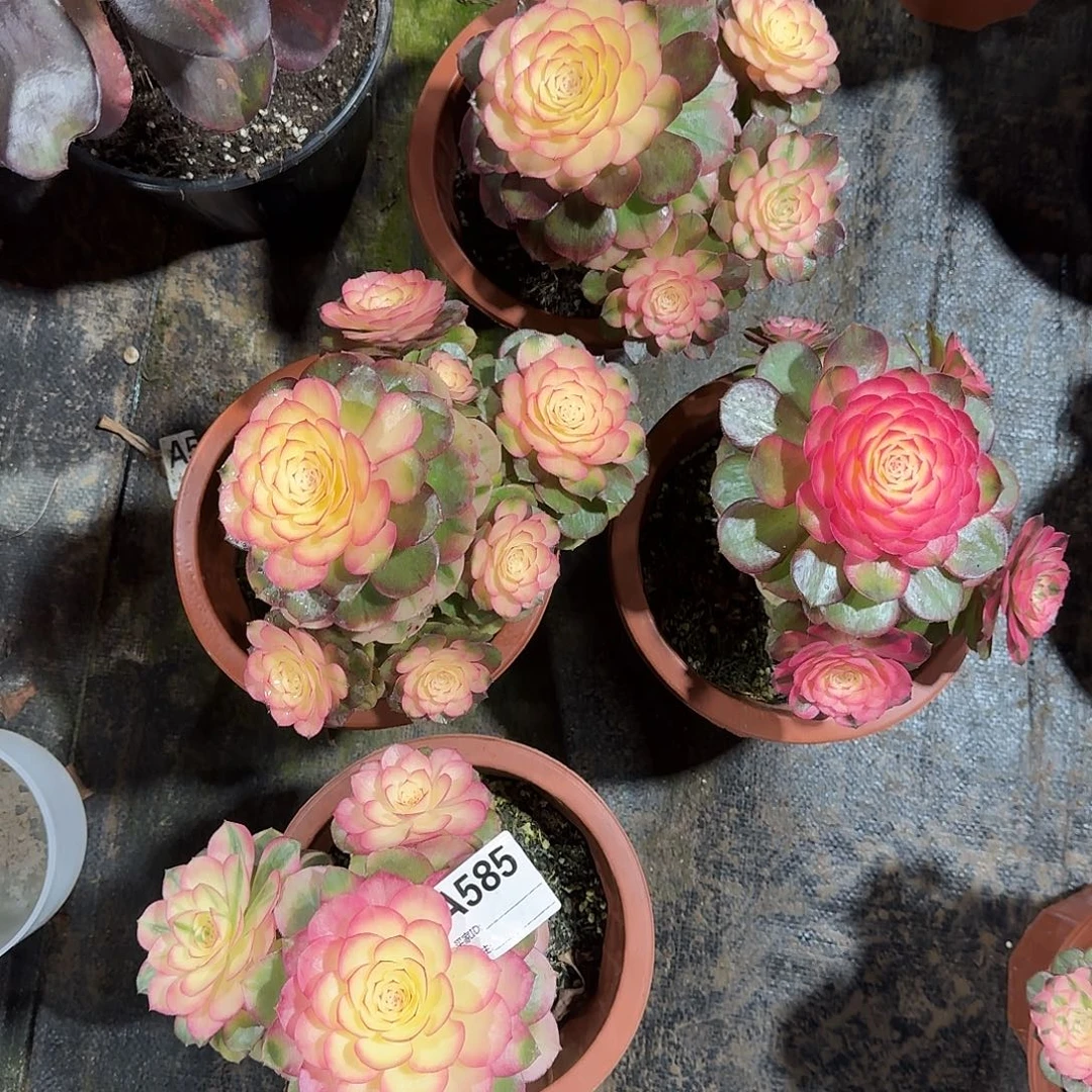 若***嫣倾城荔枝四个a585