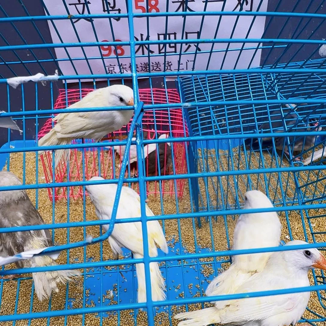 七***，珍珠鸟三对包活三天