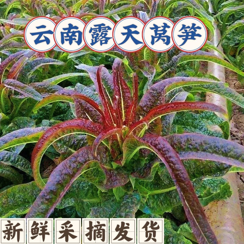 云南大理高山露天种植紫叶香莴笋新鲜现摘当季火锅时令蔬菜