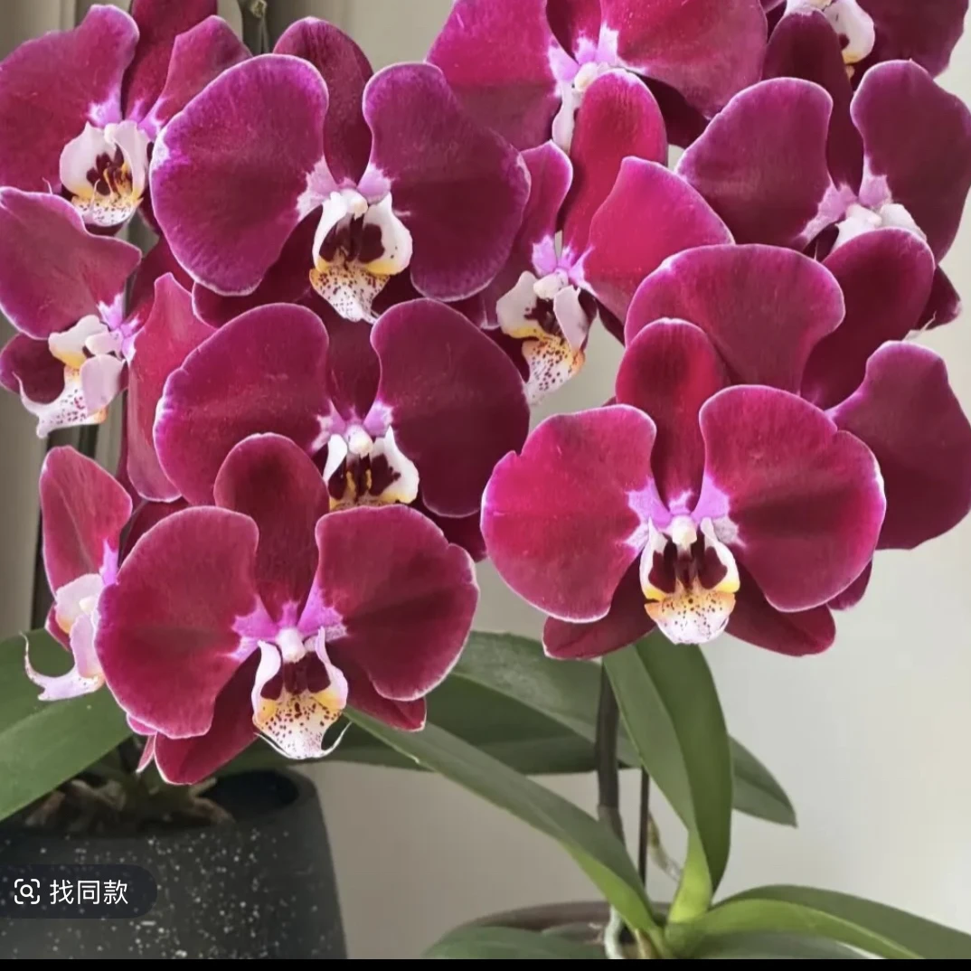 【幻影】蝴蝶兰3.5杯带花剑欧品丝绒质感蜡质感大花易分枝名贵品种