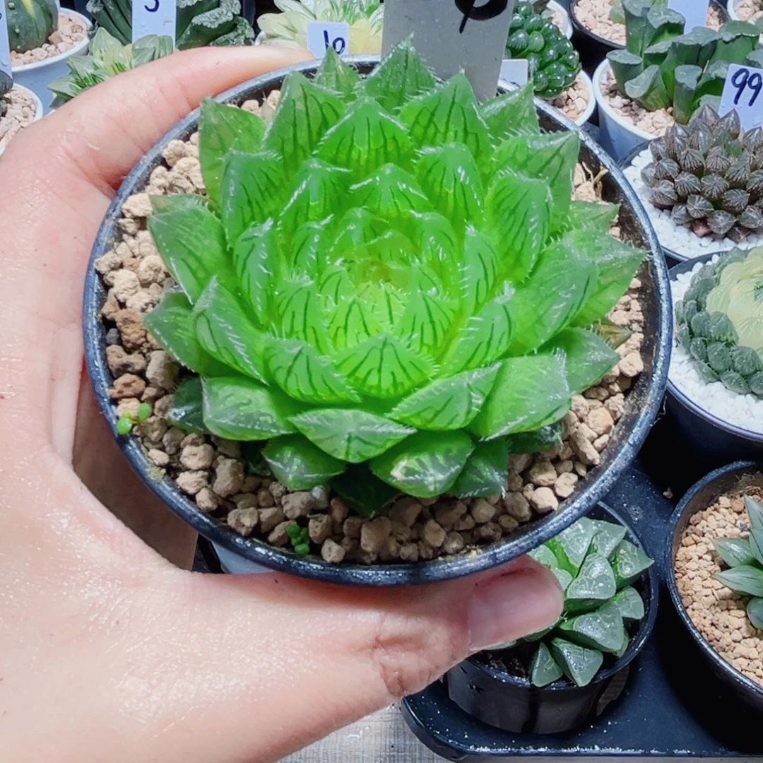 白莲花多肉植物6666