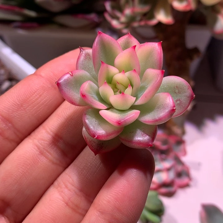 弗洛瑞安娜锦腹轮锦