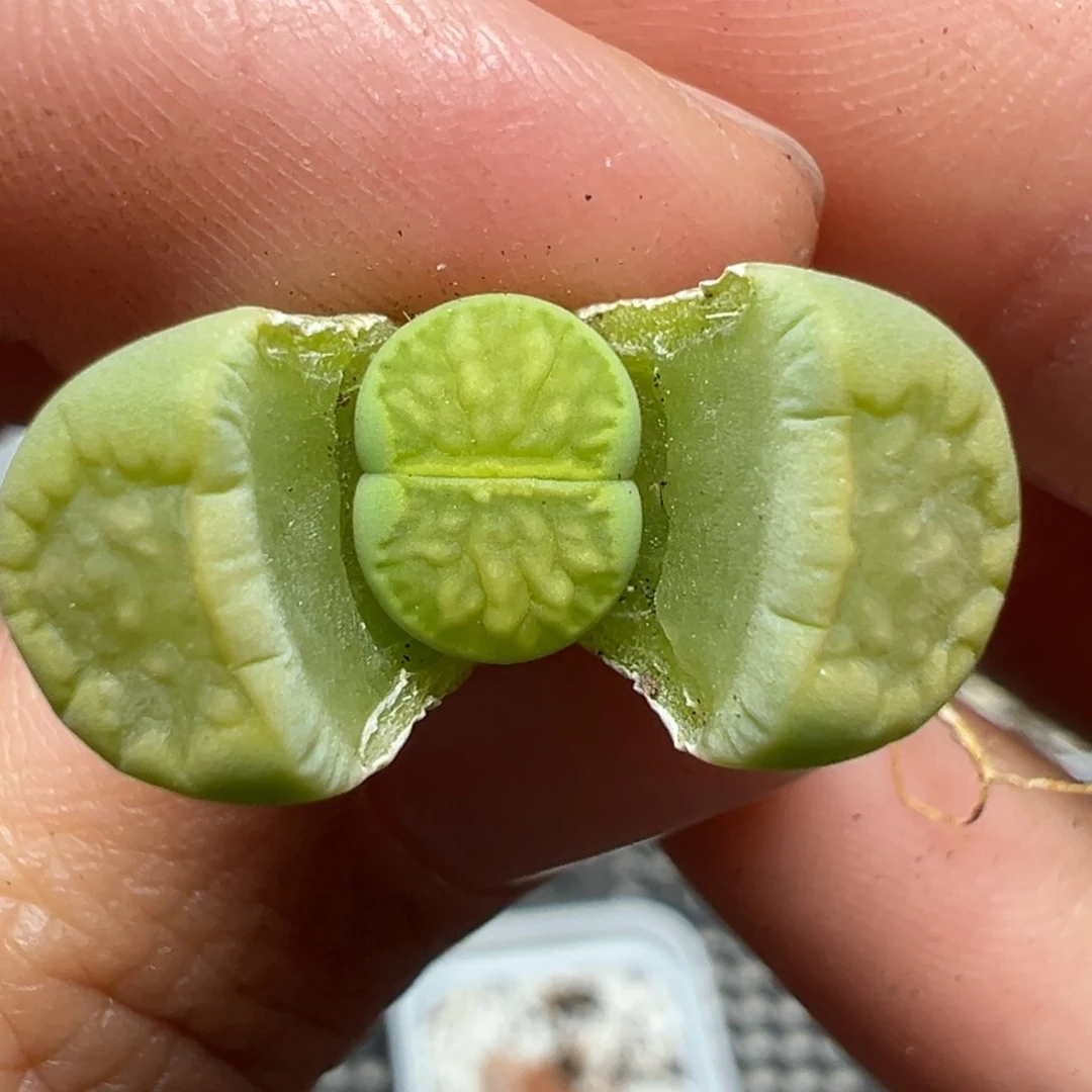 【闪购商品】426。