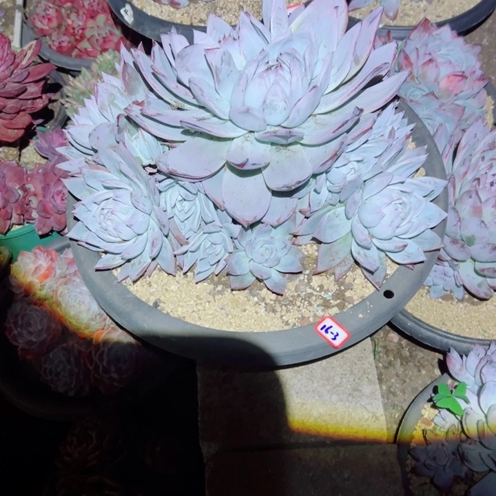 天****精品多肉植物老桩随机发一棵黑卡