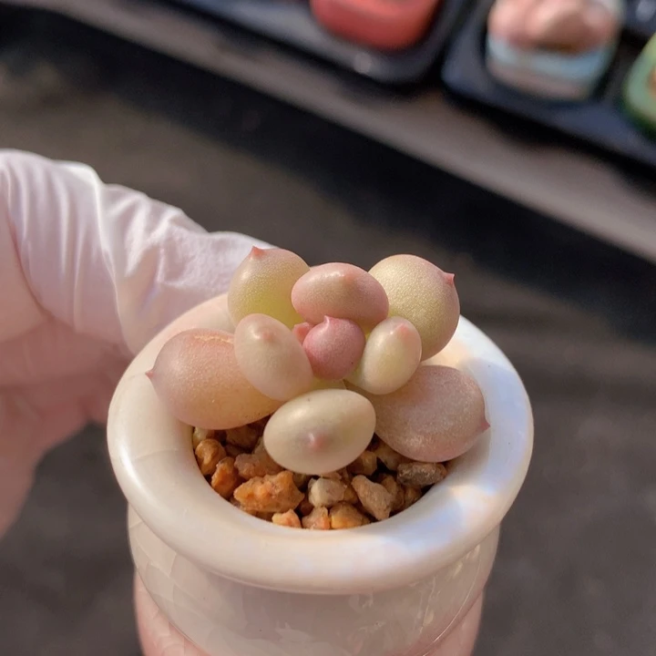 045 萤火虫 小灯笼 上色中