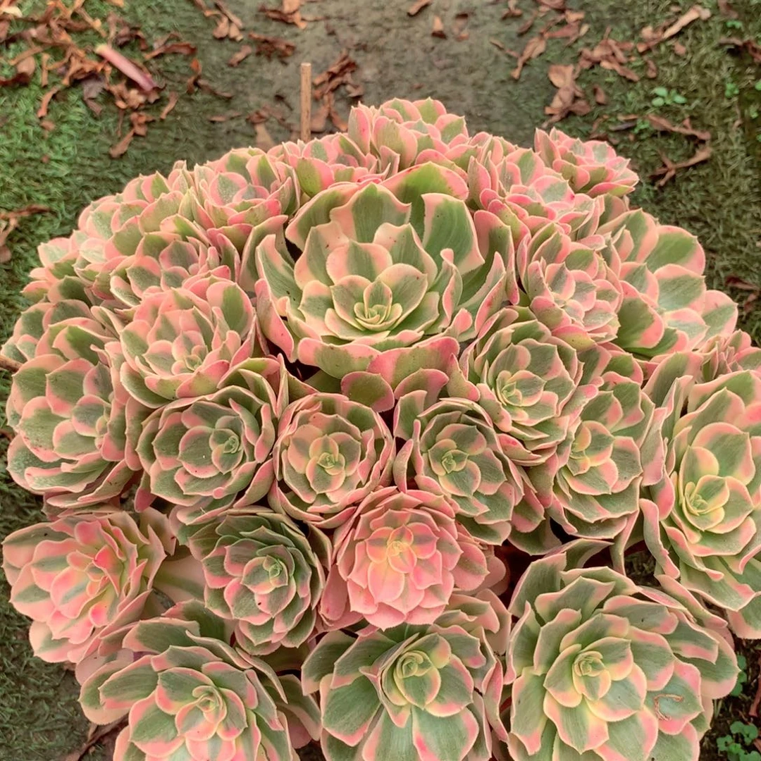 粉女郎,多肉植物的