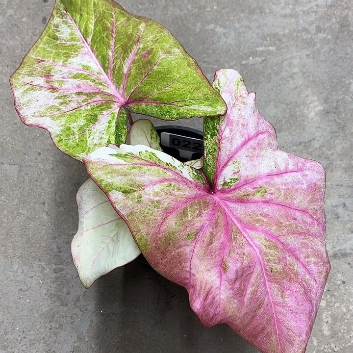 22-0530祖母绿广东现货