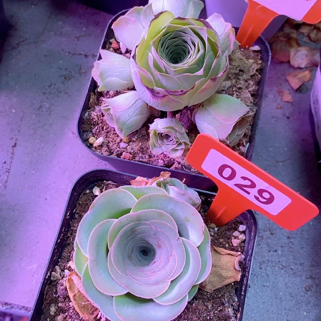 山地玫瑰下播福利一物一拍226紫芙雪霁