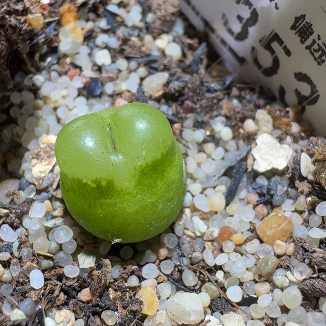 Ssss精品生石花353雪茄