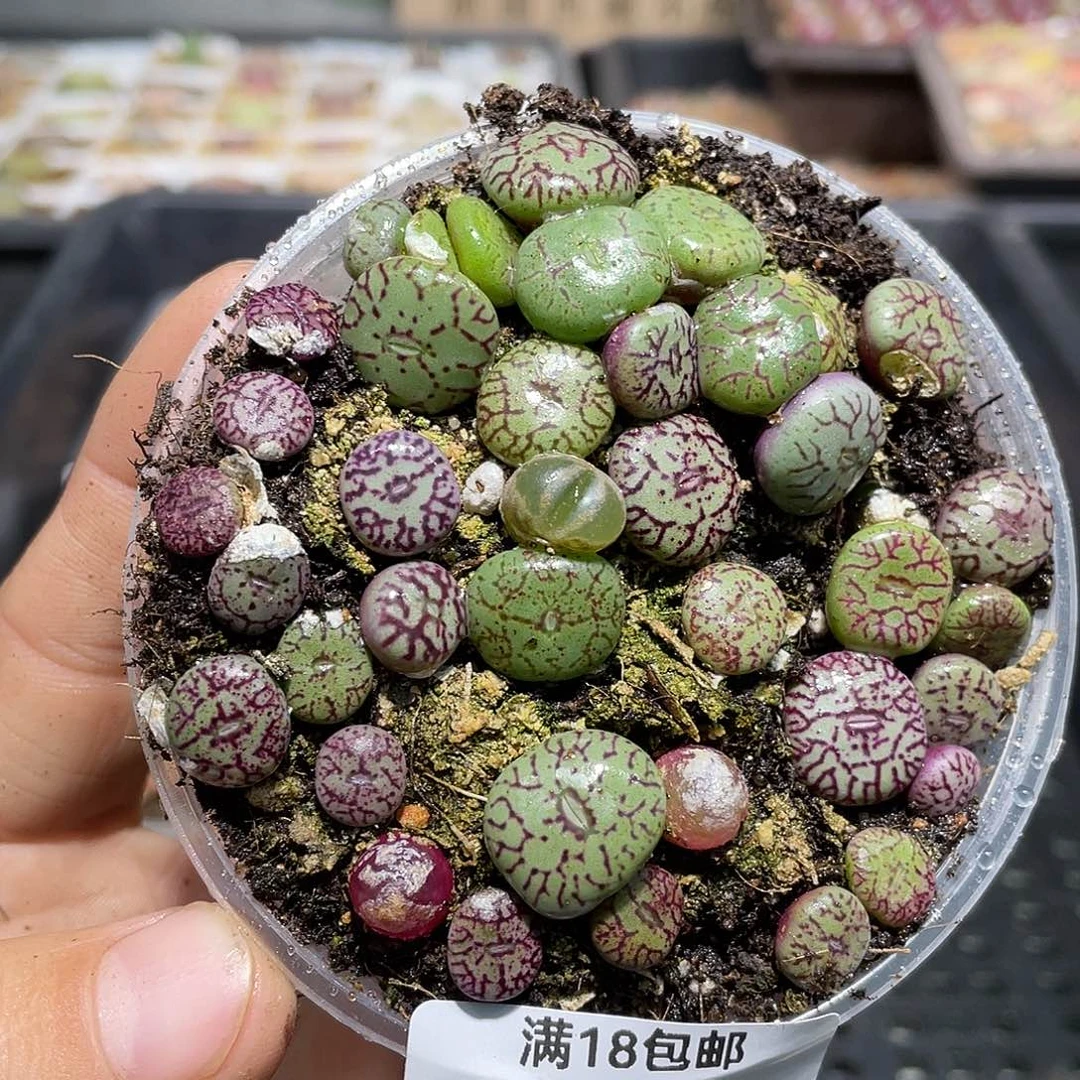 962当天凑满十八元包邮生石花