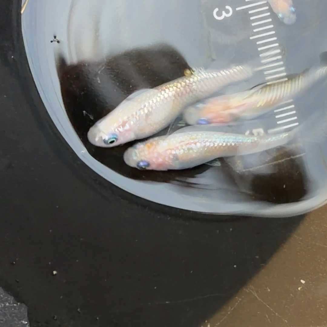 青鳉鱼观背青鳉52