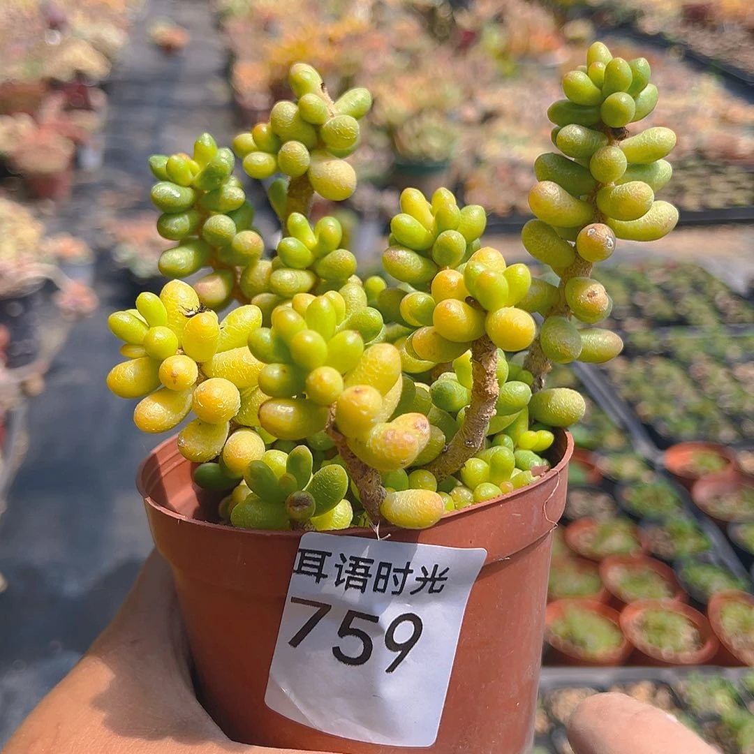 759，绿龟卵，带盆带土发货