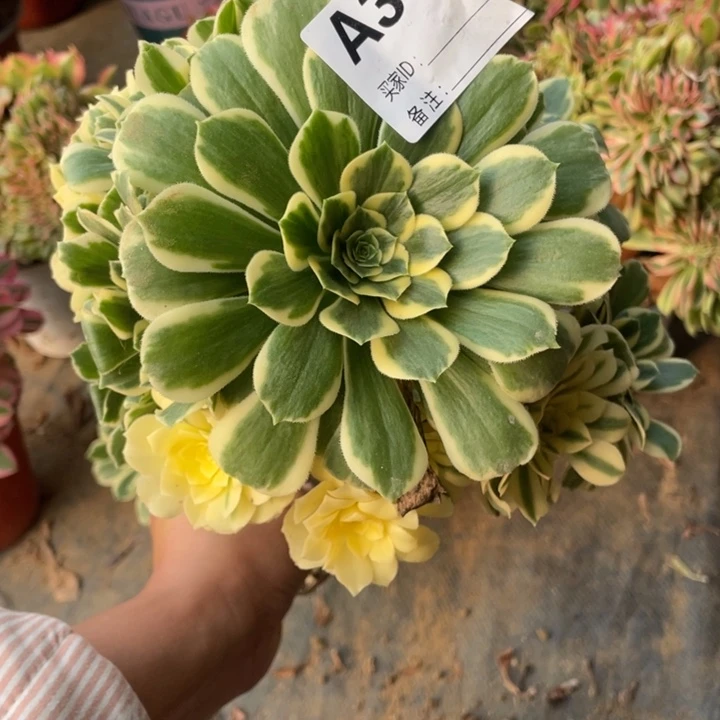 多肉迈巴赫高锦法师381