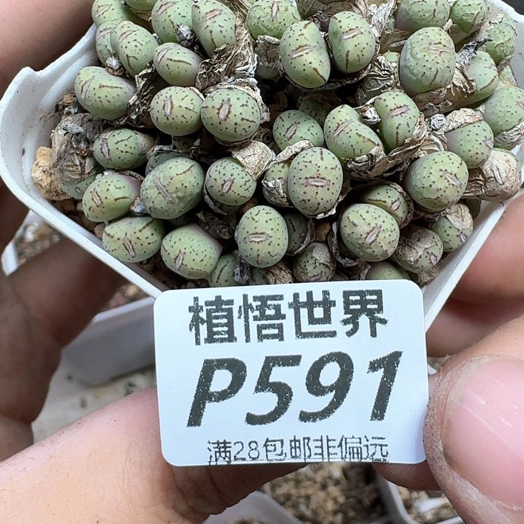 多肉植物的润泽地方