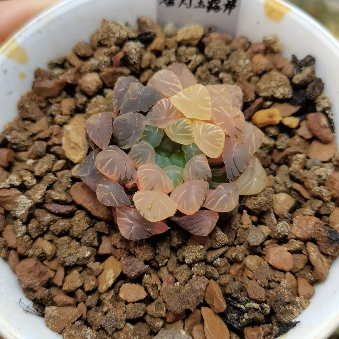 470号潘灯玉露锦一物一拍带盆土发货