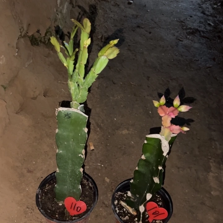 渔***）当前无花栽培后可以开花雅丝110  086  101