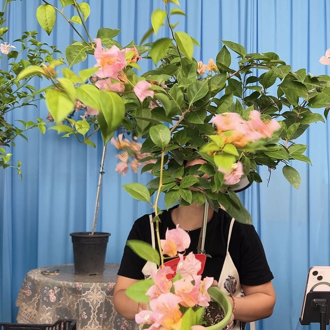 玲****当前无花栽培后可以开花S62金发女郎