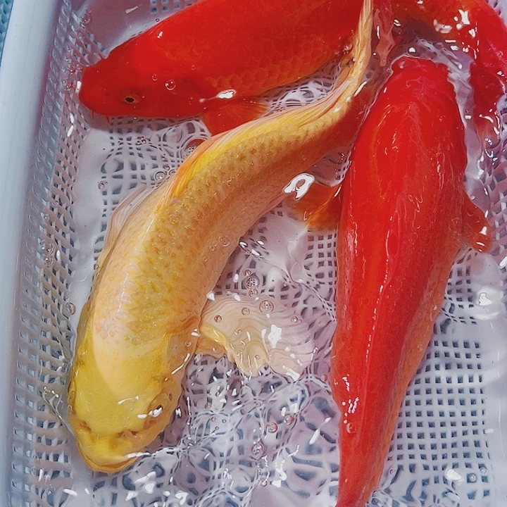 海水鱼锦鲤观赏鱼