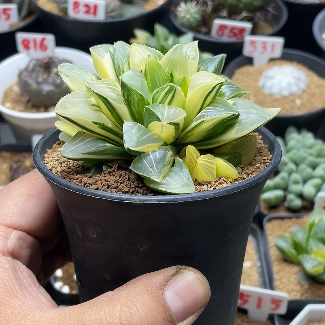 实生群生姬寿锦 拉丝锦