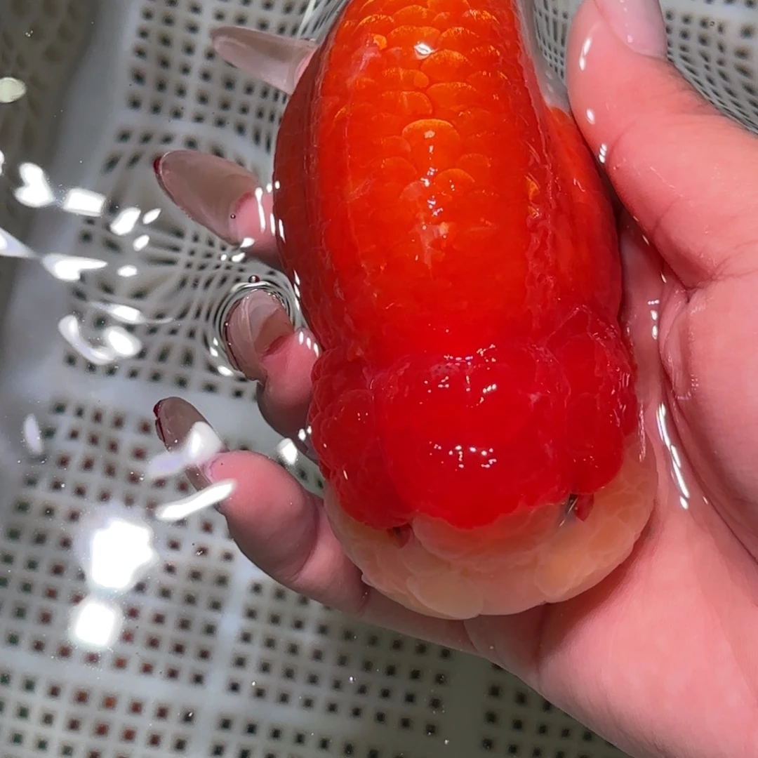 y***.金鱼拍包装包邮不拍包装运费到付