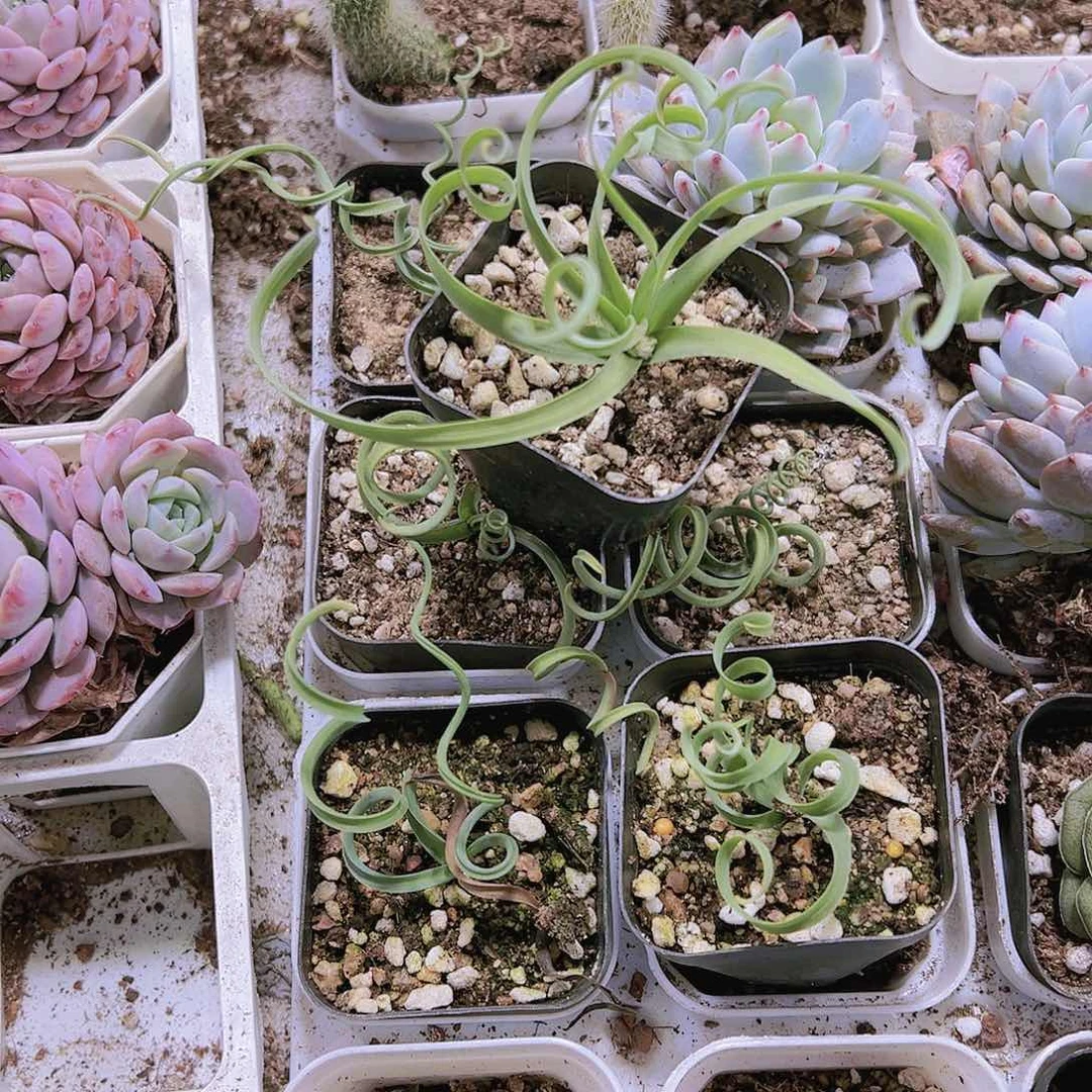 弹簧草19包邮植物