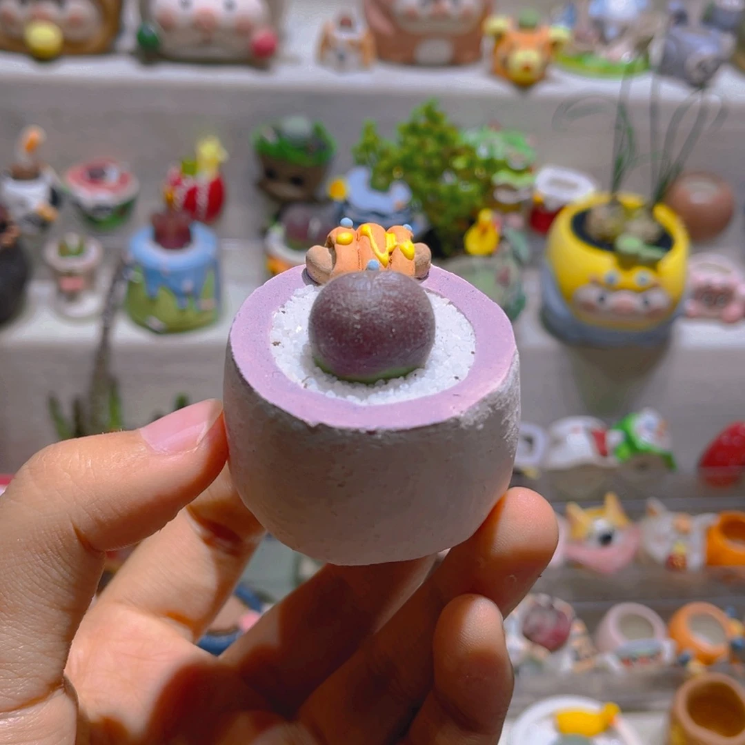 002长毛翠滴带盆土一套28