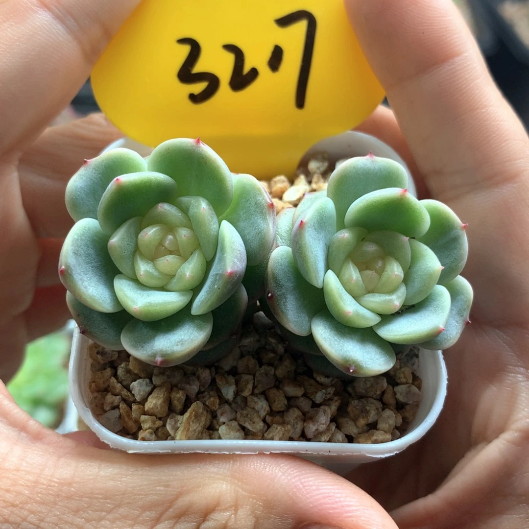 正版荔枝甜心双头3217