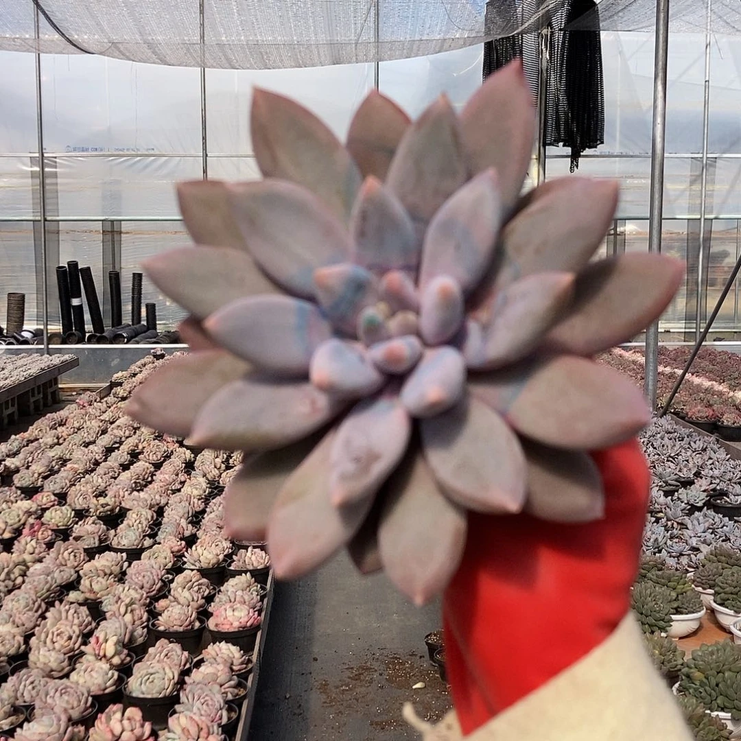 胖彩体哥特随机单头