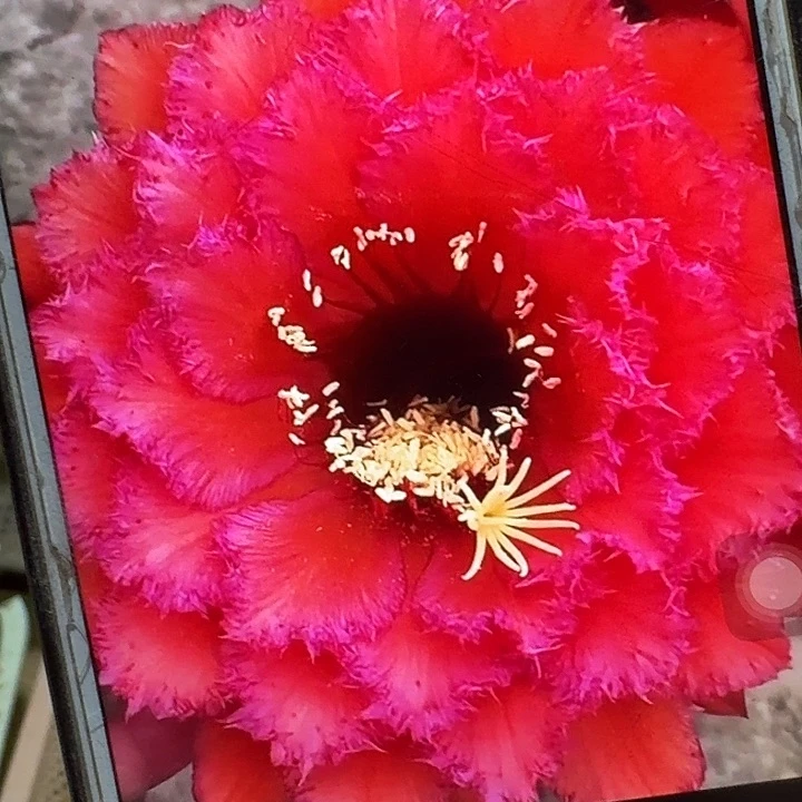 五花牛侧芽5公分毛花柱